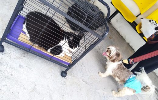 Preparação do tutor orienta atendimento de cães e gatos na campanha antirrábica de Manaus
