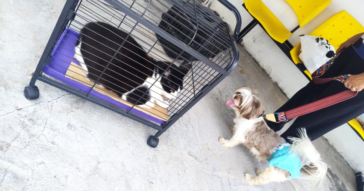 Preparação do tutor orienta atendimento de cães e gatos na campanha antirrábica de Manaus